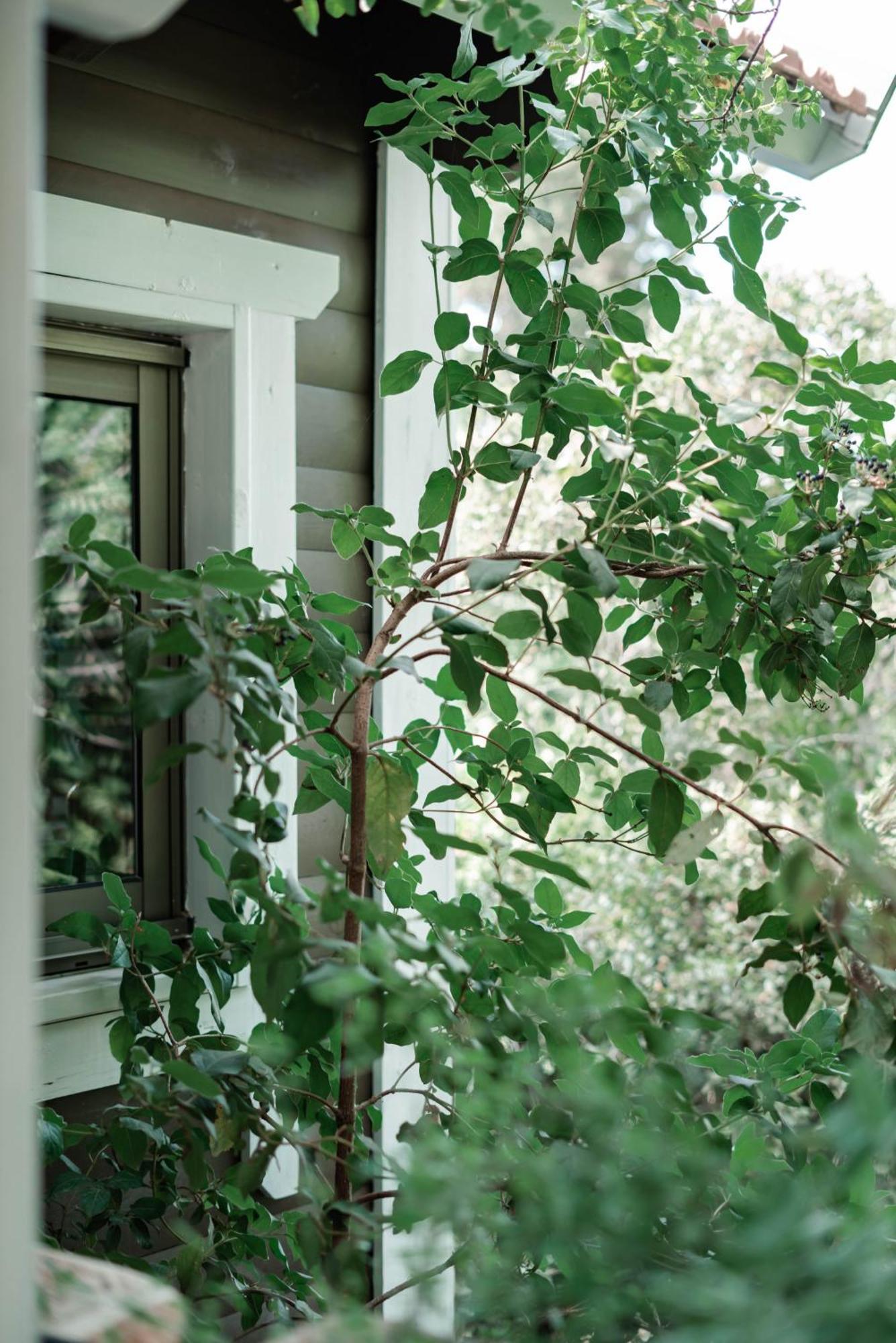 Live In The Woods Villa Mikhmannim Bagian luar foto